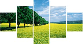 Obraz pola z aleją (125x70 cm)