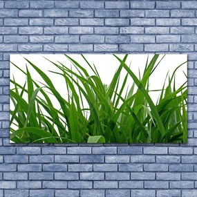 Obraz canvas na ścianę Świeżość Naturalnej Trawy