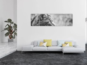 Obraz - Kot (170x50 cm)