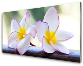 Obraz Akrylowy Kwiaty Płatki Plumeria