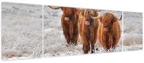 Obraz - Szkockie krowy (170x50 cm)