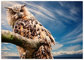 Obraz na szkle - Sowa (70x50 cm)