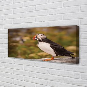 Zdjęcie na płótnie Portret Papugi