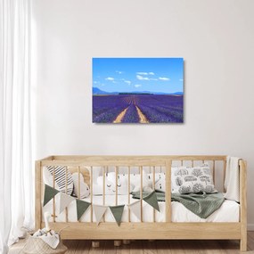 Obraz na szkle - Pole lawendy (70x50 cm)
