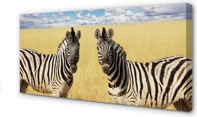 Obraz drukowany na płótnie Zebry na Polu