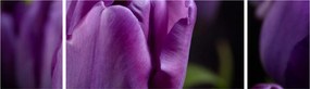 Obraz kwiatów tulipanów (170x50 cm)