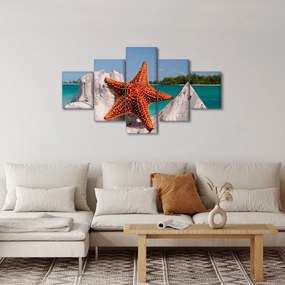 Obraz rozgwiazdy (125x70 cm)