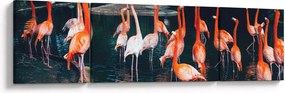 Obraz stada flamingów (170x50 cm)