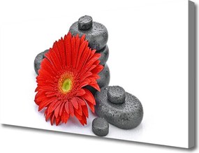 Obraz canvas Wyrazista Czerwona Gerbera