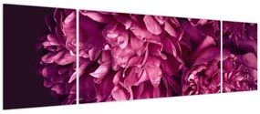 Obraz - Kwiaty piwonii (170x50 cm)