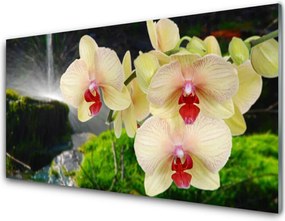 Panel Kuchenny Słońce Przebijające Przez Korony