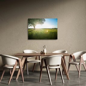 Obraz na szkle drzewa na polu (70x50 cm)