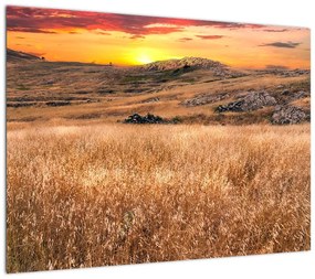 Obraz na szkle - pole (70x50 cm)