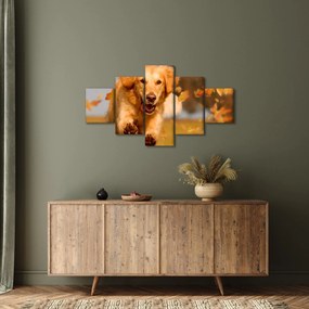 Obraz - Golden Retriever (125x70 cm)