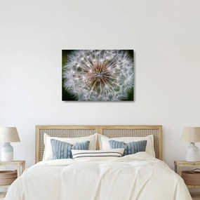 Obraz na szkle - dmuchawiec (70x50 cm)