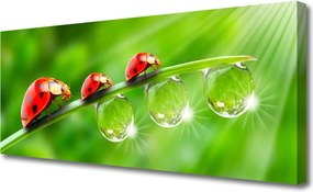 Obraz canvas Biedronki w Porannej Rosie