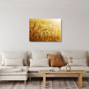 Obraz na szkle - Kłosy zboża (70x50 cm)