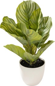 Dekoracja Kalatea w doniczce 35 cm