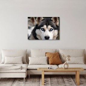 Obraz psa husky (70x50 cm)