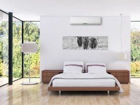 Obraz - Szkockie krowy, czarno - biały (170x50 cm)