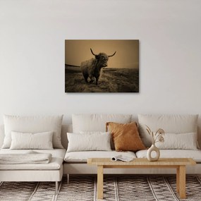 Obraz - Szkocka krowa na wolności (70x50 cm)