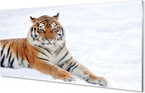 Panel szklany do Kuchni Tygrys Syberyjski w Śniegu
