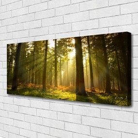 Fotoobraz na płótnie Bór Sosnowy w Słońcu