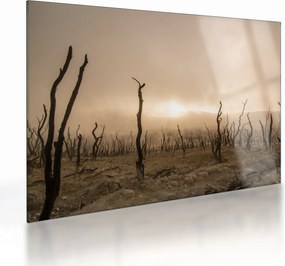 Obraz na szkle - Nagie drzewa (70x50 cm)
