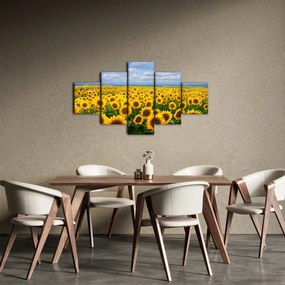 Obraz pola słoneczników (125x70 cm)