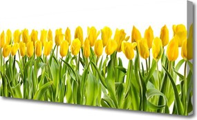 Obraz canvas Tulipany w Porannym Słońcu