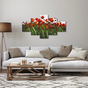 Obraz maków na wietrze (125x70 cm)