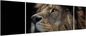 Obraz - Majestatyczny lew (170x50 cm)