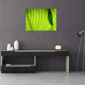Obraz na szkle - Szczegół zielonego liścia (70x50 cm)