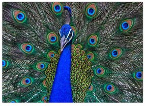 Obraz na szkle - Paw (70x50 cm)