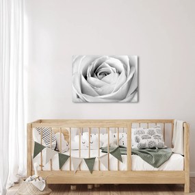 Obraz - Detal kwiatu róży (70x50 cm)