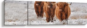 Obraz - Szkockie krowy (170x50 cm)