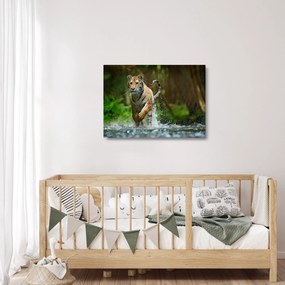 Obraz na szkle - biegnący tygrys (70x50 cm)