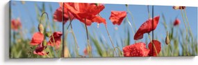 Obraz - Maki (170x50 cm)