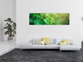 Obraz - Biedronka (170x50 cm)