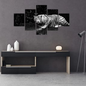 Obraz - Tygrys albinos, czarno - biały (125x70 cm)