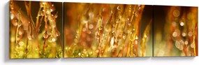 Obraz - Szczegół rosy (170x50 cm)