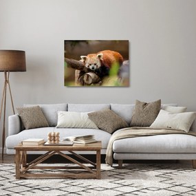 Obraz na szkle - czerwona pandy (70x50 cm)