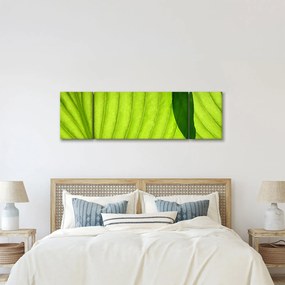 Obraz - Szczegół zielonego liścia (170x50 cm)