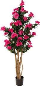 Drzewko Azalea w doniczce 170 cm