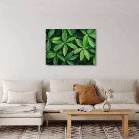 Obraz na szkle - Liście z kroplami rosy (70x50 cm)