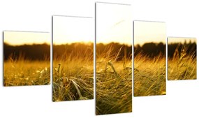 Obraz zroszonej trawy (125x70 cm)