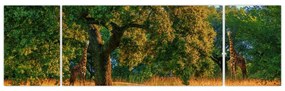 Obraz żyraf w naturze (170x50 cm)