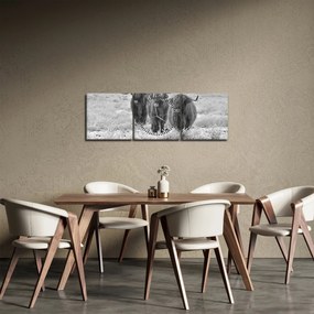 Obraz - Szkockie krowy, czarno - biały (z zegarem) (90x30 cm)