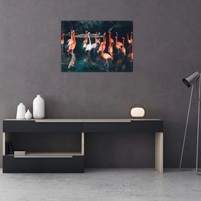 Obraz stada flamingów (70x50 cm)