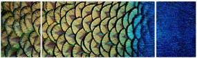 Obraz - Pawie pióra (170x50 cm)